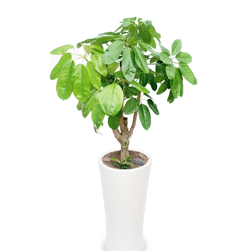 대엽홍콩 개업화분 관엽식물 실내공기정화식물