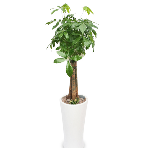 파키라 개업화분 관엽식물 실내공기정화식물