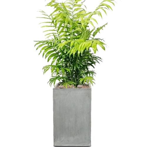 테이블야자 개업화분 관엽식물 실내공기정화식물