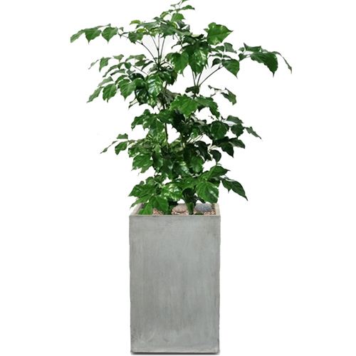 녹보수 개업화분 관엽식물 실내공기정화식물